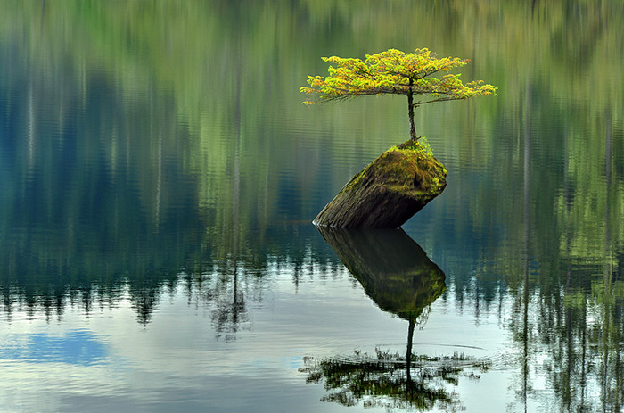 Bonsai đẹp Bonsai đẹp