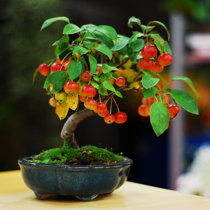 Bonsai đẹp Bonsai đẹp