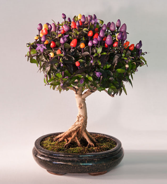 Bonsai đẹp Bonsai đẹp