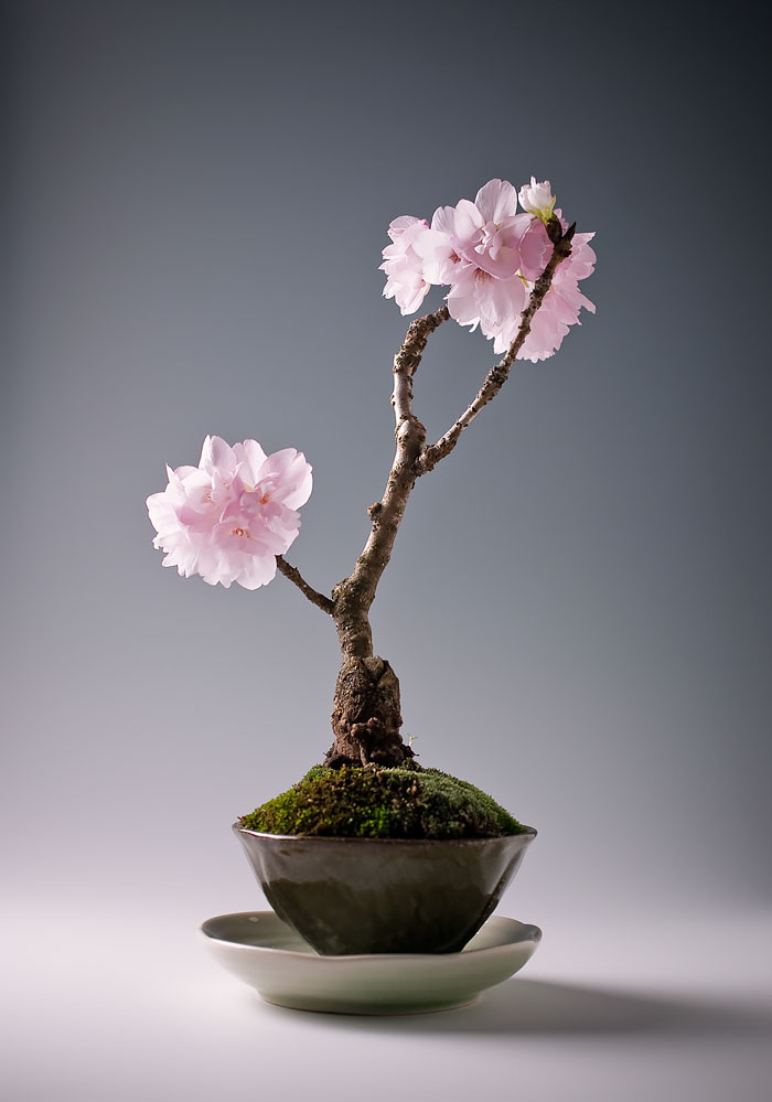 Bonsai đẹp Bonsai đẹp