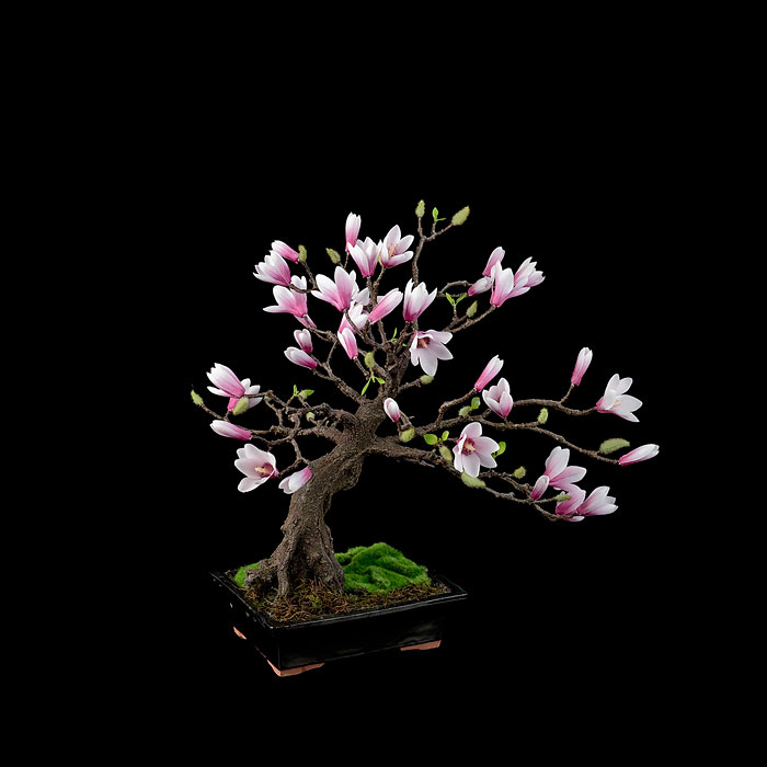 Bonsai đẹp Bonsai đẹp
