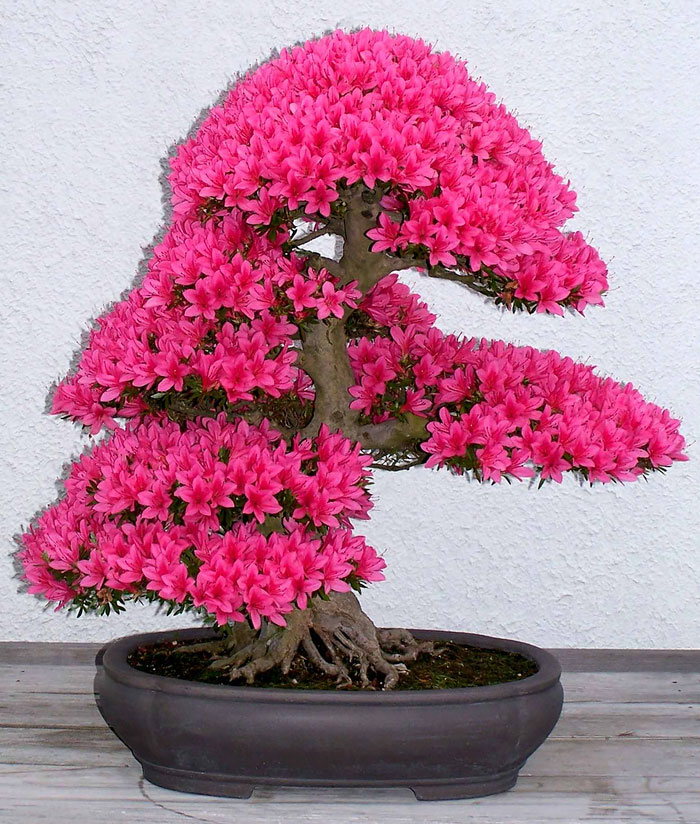 Bonsai đẹp Bonsai đẹp