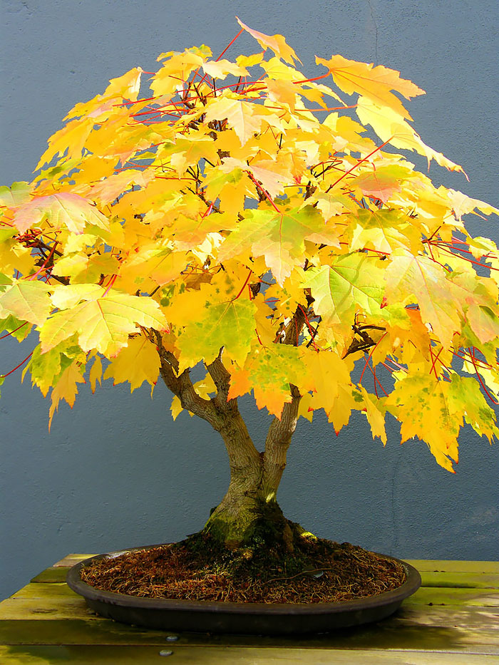 Bonsai đẹp Bonsai đẹp