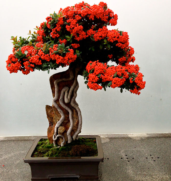 Bonsai đẹp Bonsai đẹp