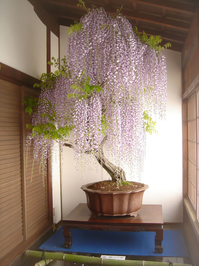 Bonsai đẹp Bonsai đẹp