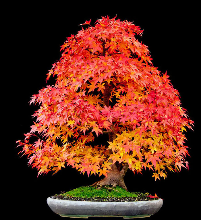 Bonsai đẹp Bonsai đẹp