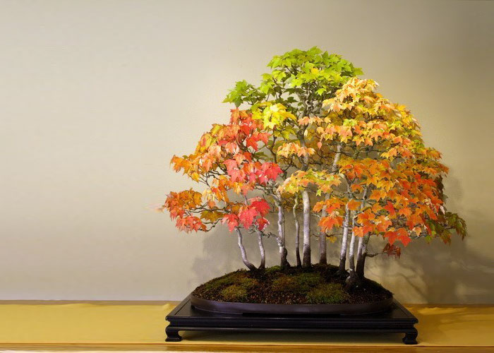 Bonsai đẹp Bonsai đẹp