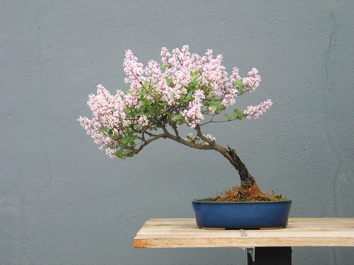 Bonsai đẹp Bonsai đẹp