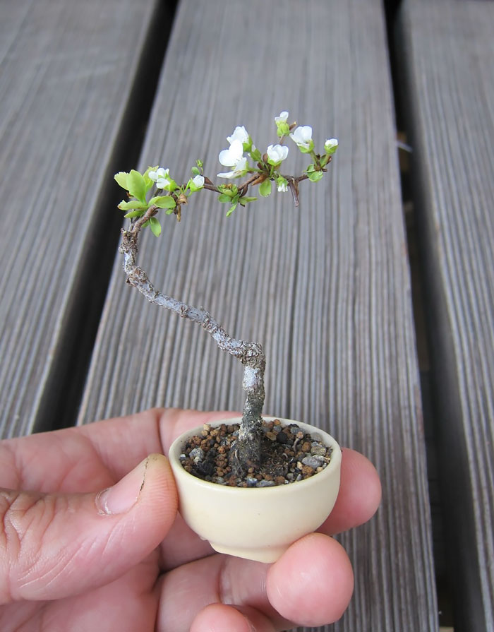 Bonsai đẹp Bonsai đẹp