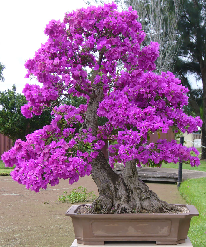 Bonsai đẹp Bonsai đẹp