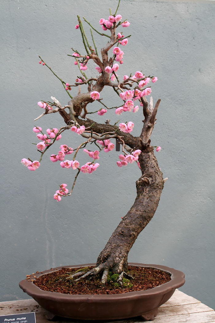 Bonsai đẹp Bonsai đẹp