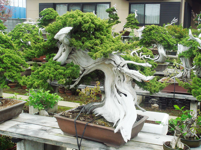 Bonsai đẹp