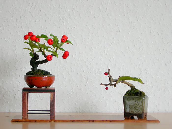 Bonsai đẹp Bonsai đẹp