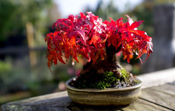 Bonsai đẹp Bonsai đẹp