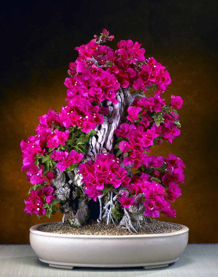 Bonsai đẹp Bonsai đẹp