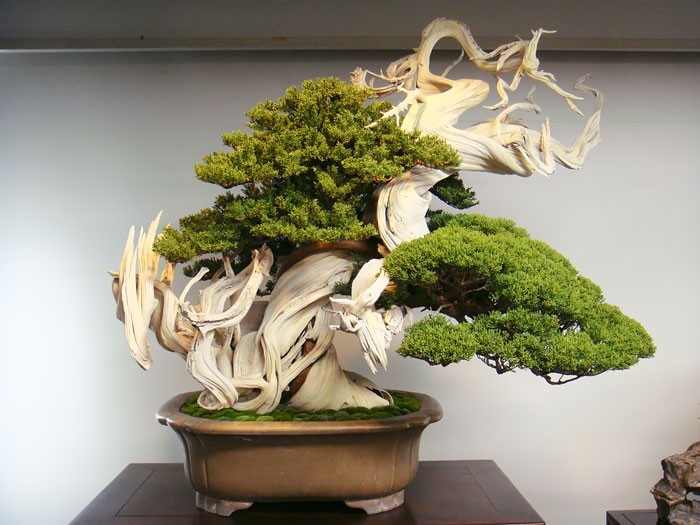 Bonsai đẹp Bonsai đẹp