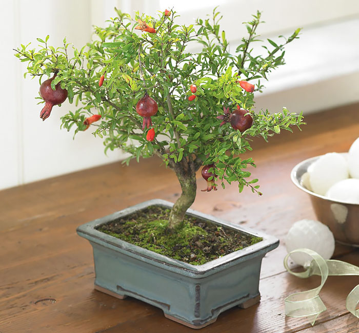 Bonsai đẹp Bonsai đẹp