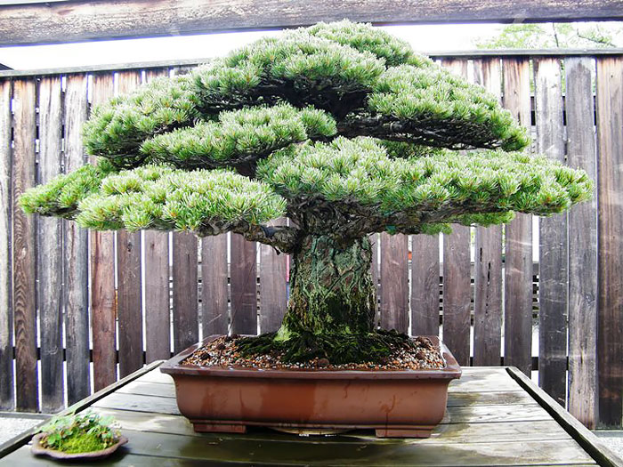 Bonsai đẹp Bonsai đẹp