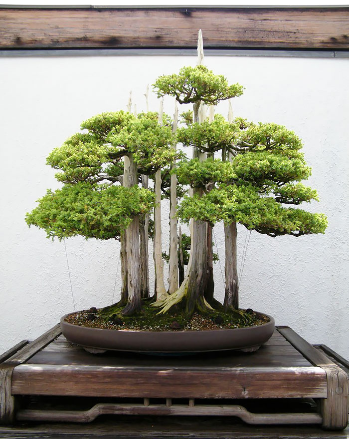 Bonsai đẹp