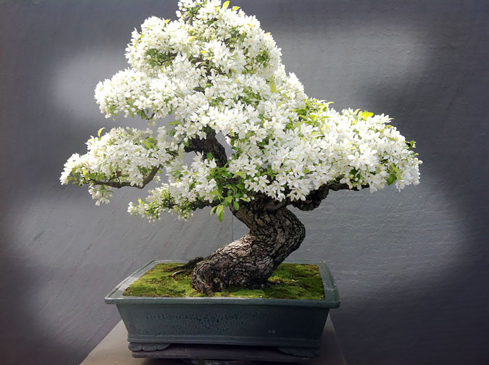 Bonsai đẹp Bonsai đẹp