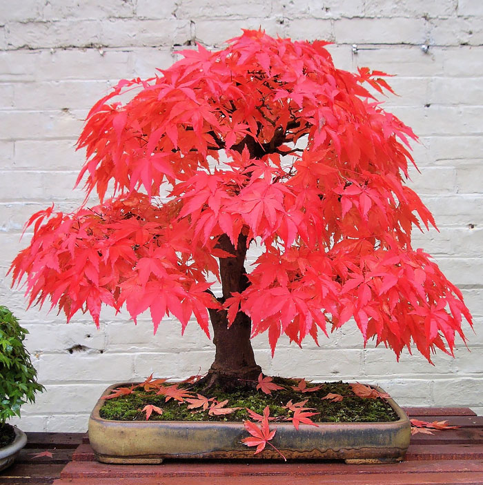 Bonsai đẹp