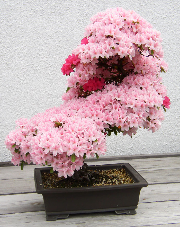 Bonsai đẹp Bonsai đẹp