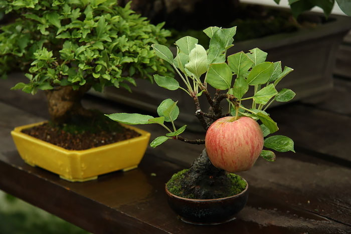 Bonsai đẹp Bonsai đẹp