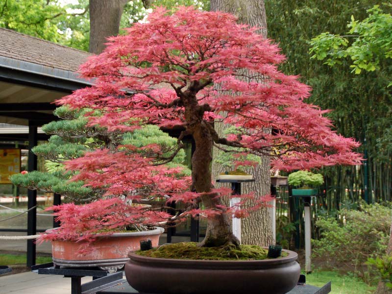 Lịch sử cây bonsai Lịch sử cây bonsai