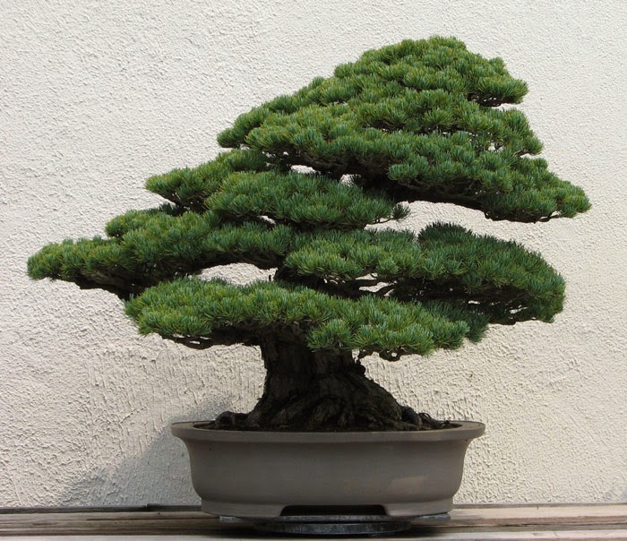 Cây bonsai Cây bonsai