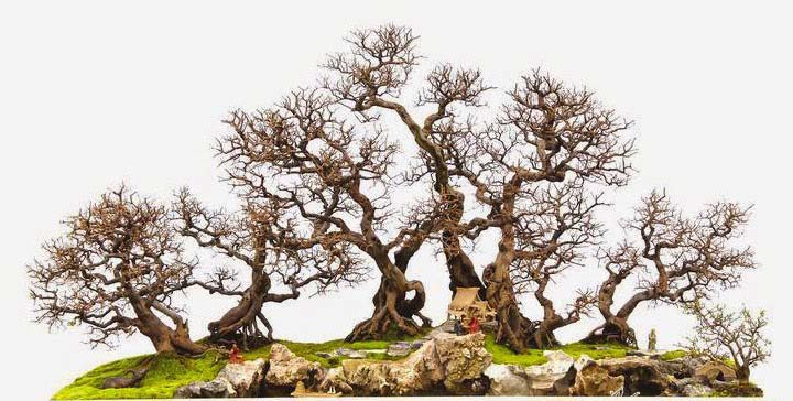 Thế cây bonsai Thế cây bonsai