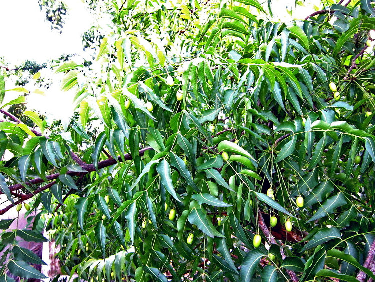 Cây xoan xuất hiện khá phổ biến ở Việt Nam. 