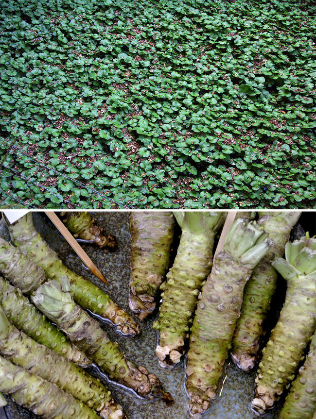 Thực chất, wasabi chúng ta ăn được mài từ phần củ và rễ của cây wasabi, chúng có vị cay nồng pha chút ngọt. Thực chất, wasabi chúng ta ăn được mài từ phần củ và rễ của cây wasabi, chúng có vị cay nồng pha chút ngọt.