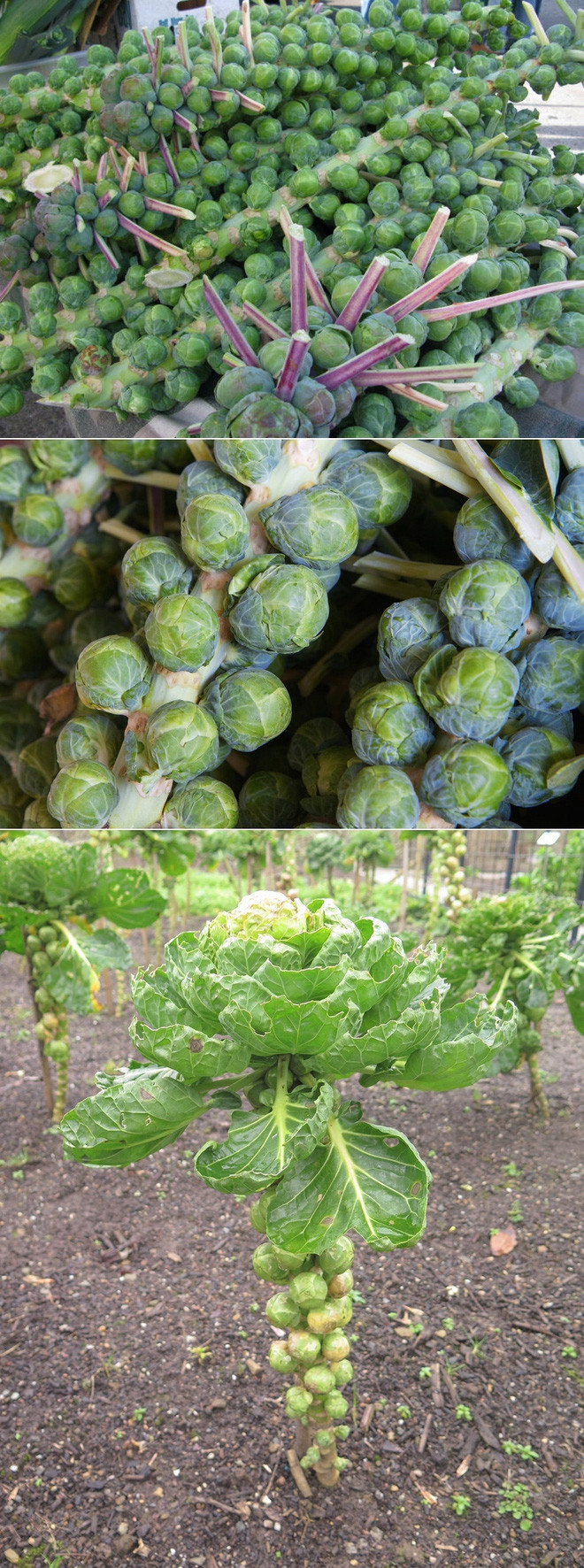 Thân cây bắp cải bruxen có hình dáng kỳ lạ như thế này.