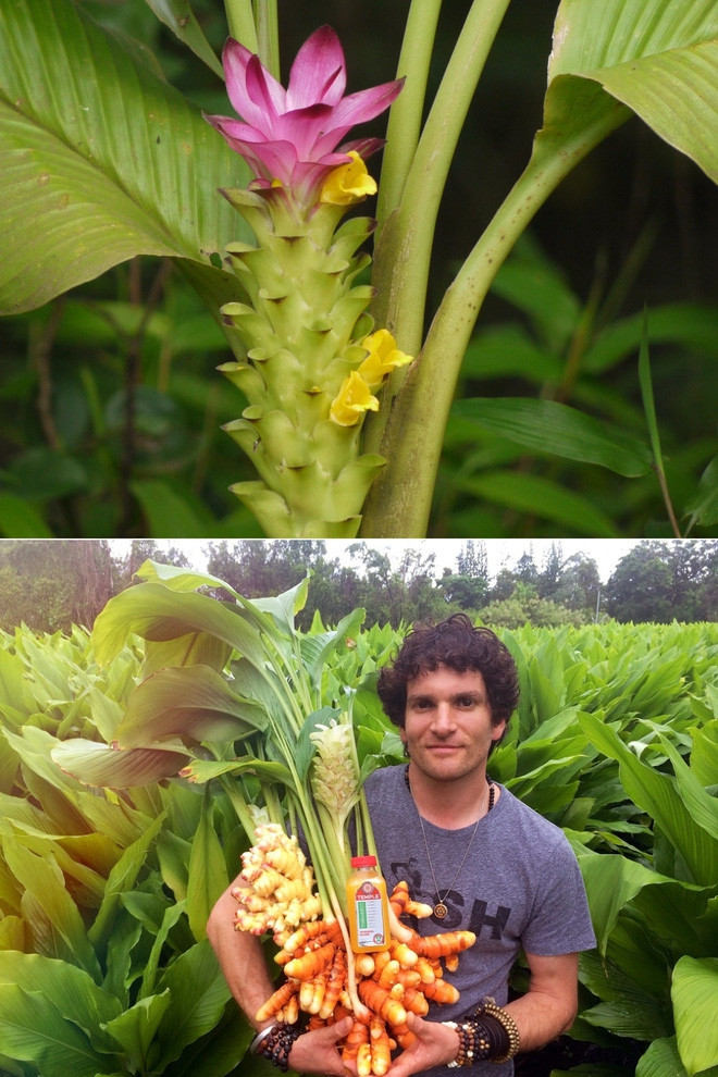 Củ nghệ thì đương nhiên bạn sẽ biết nhưng hoa nghệ thì thật là hiếm thấy.