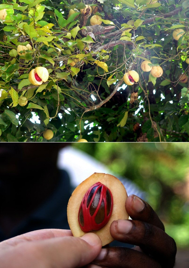 Quả nhục đậu khấu