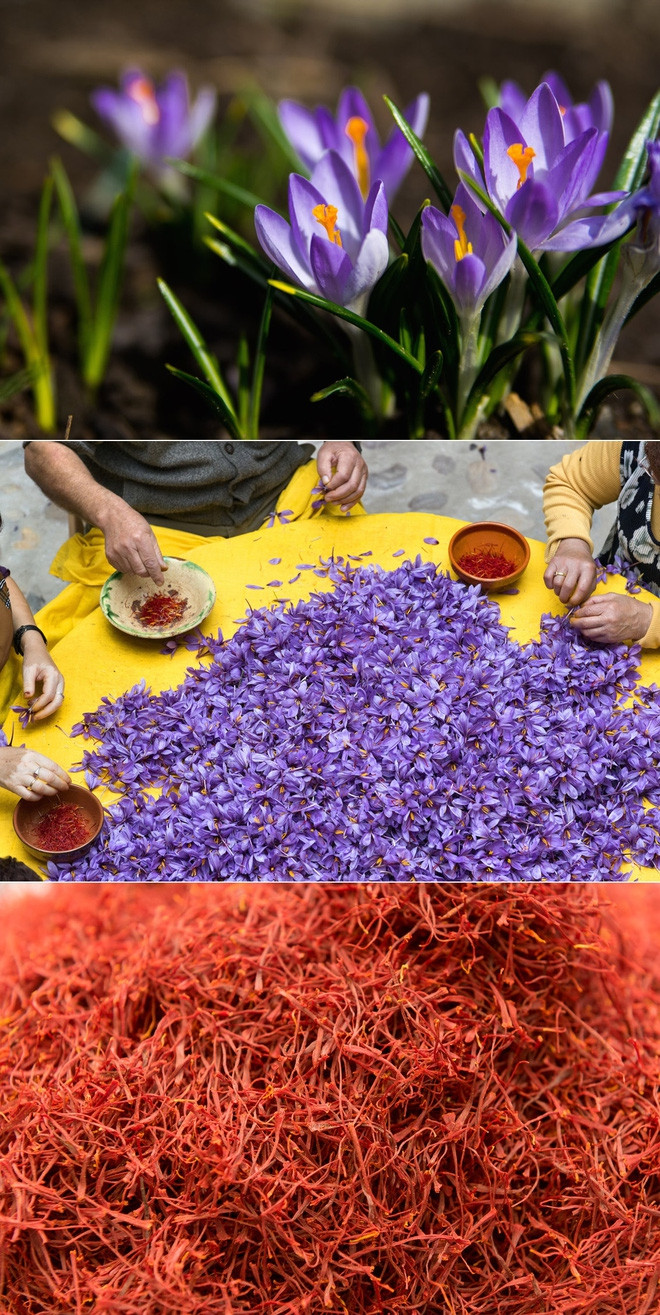 Nhụy hoa nghệ tây (còn gọi là Saffron)