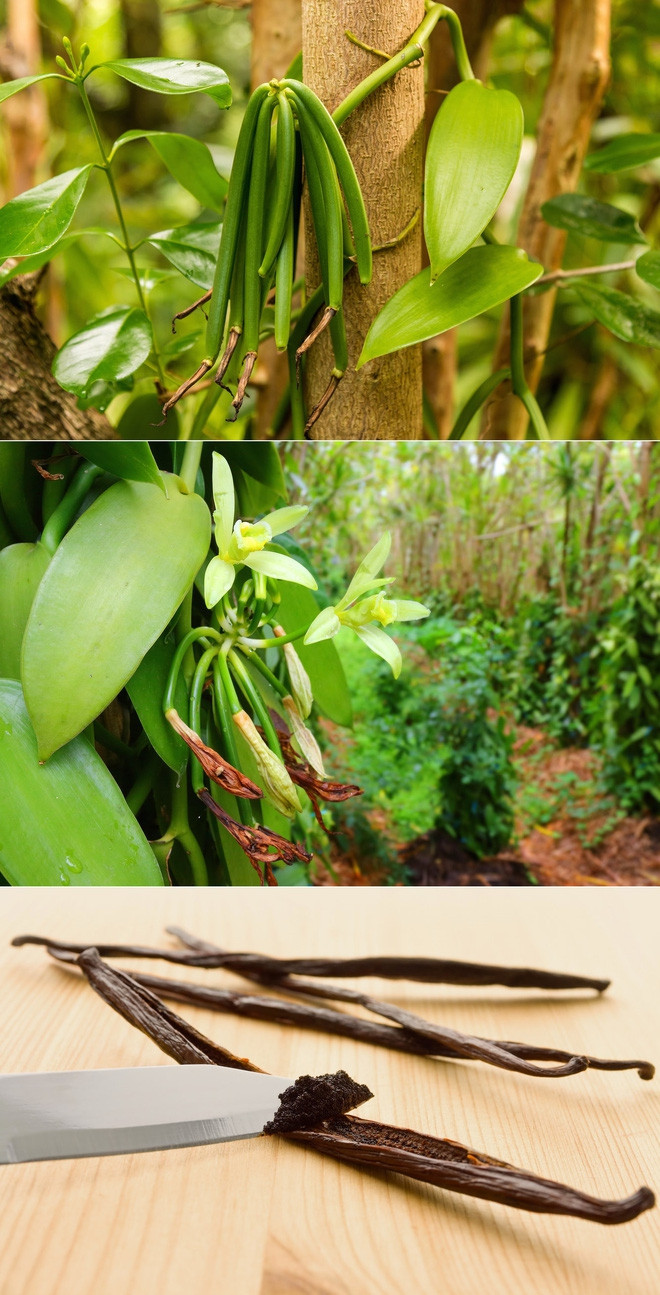 Đây chính là cây và quả vani.