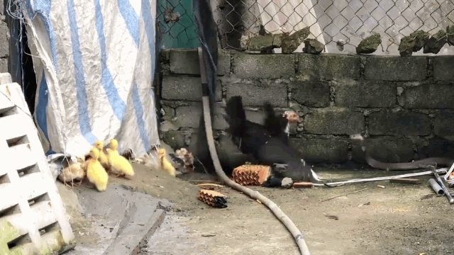 Dù bị gà mẹ ra đòn cảnh cáo nhưng con rắn hổ mang vẫn không từ bỏ con mồi của mình