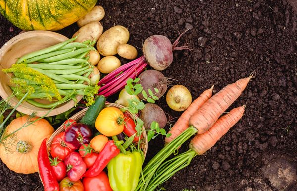  Les associations de légumes au potager sont-elles vraiment utiles? 