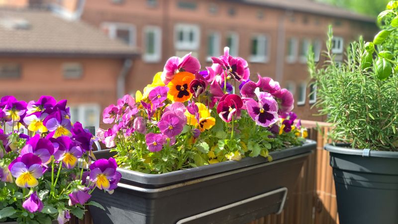 Quelles fleurs pour un joli balcon l'été?