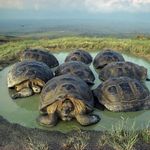 Tortoises