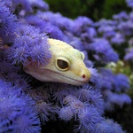 Leopard geckos