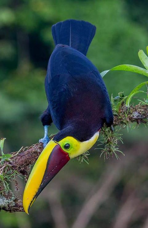 Black-mandibled Toucan