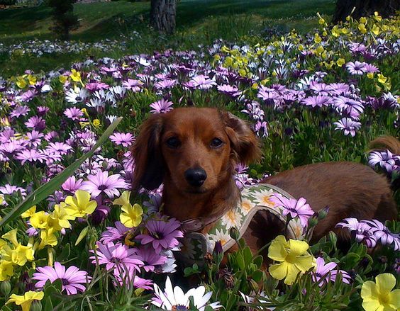 .dachshund in the flowers.
