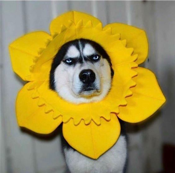 #funny #dog #angryeyes #flower #yellow #husky