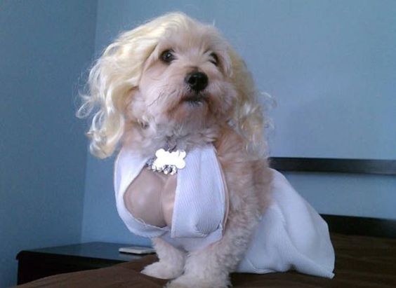 21 Pet Halloween Costumes So Cute You'll Cry