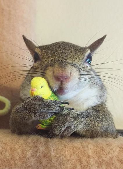 This is Jill, a squirrel who was rescued during Hurricane Isaac. She now lives with her unlikely human best friend who gave her a home, and she could not be happier about it.
