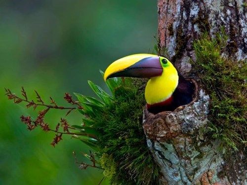 Toucan Take a Picture if Tou Want To