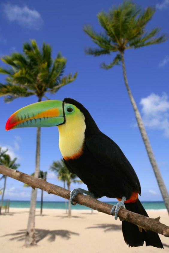 Toucan - ©holbox / Shutterstock