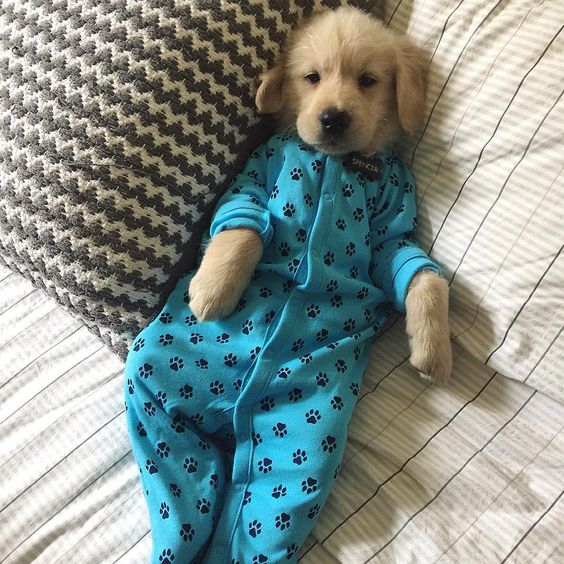 Puppies wearing clothes